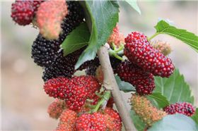 毅廷音響生產廠家