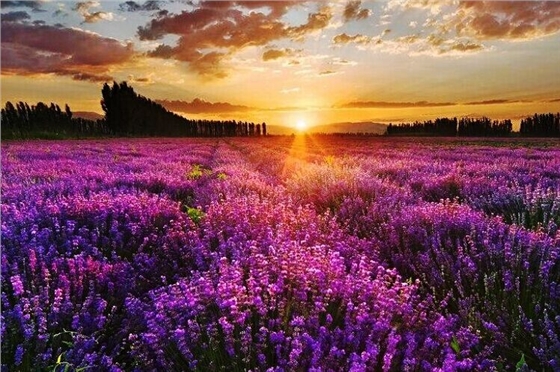 汽車音響喇叭廠在普羅旺斯2 汽車音響喇叭廠在普羅旺斯2